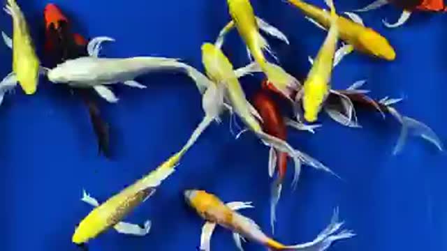 Kumpay koi fish