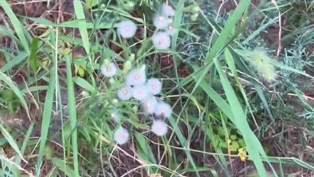 What a beautiful little wild flower