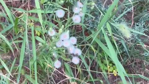What a beautiful little wild flower