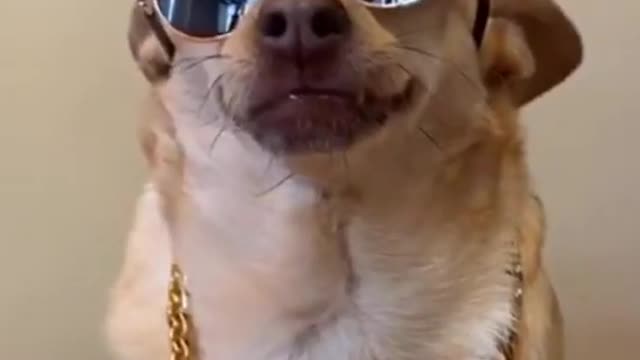 Dog swag funny video