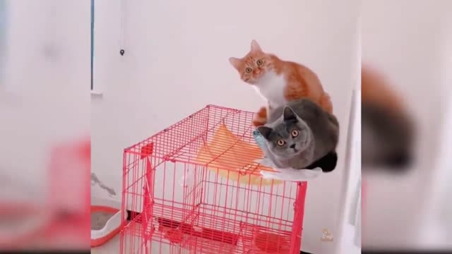 Cat Got chubby At last movement