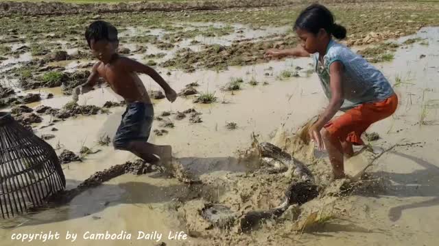 Terrifying!! Brave Little Kids Catch Big Snake in Water While Finding Snails in the fields