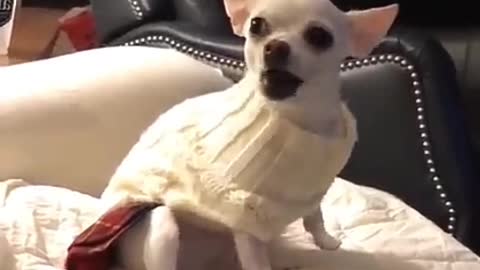 How This Cute Dog Is Imitating Human Voices