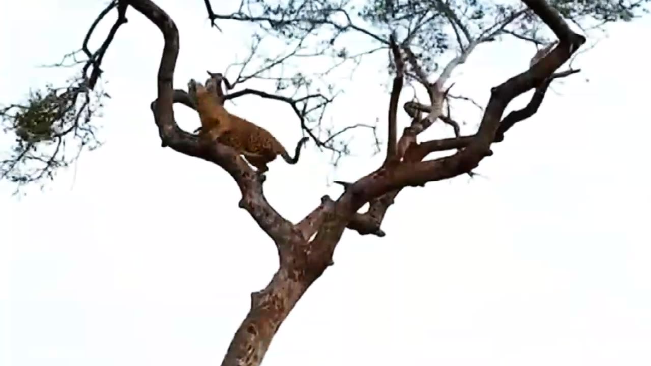 MONKEY DRIVES A LEOPARD CRAZY CLAMBING A TREE JUMPING FROM BRANCH TO BRANCH TO AVOID BEING HUNTED