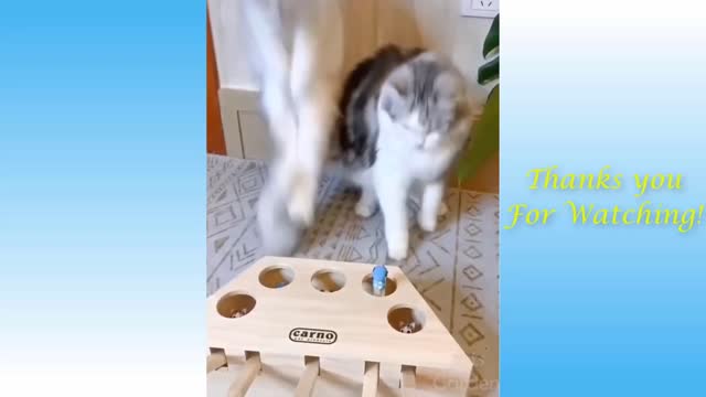 Funny Cats And Cute Kittens Compilation