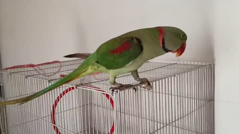 Pablo Parrot jaisi Singing aur Dance Nhi dhekha hoga p1