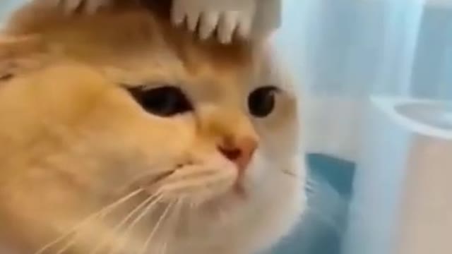 Funny cat's Try not to laugh😂