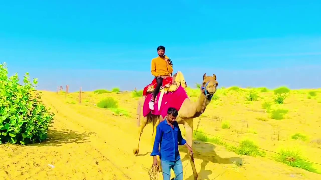 Village Men With Bestie Camel