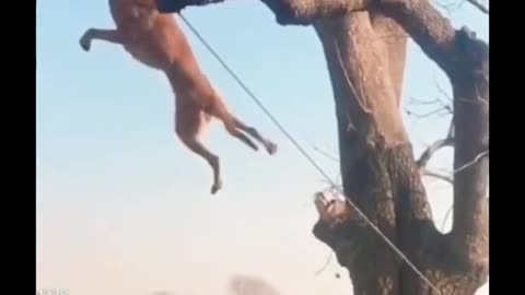 #short dog video so jumping very hard