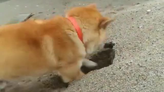 shiba dog What treasure is the dog digging