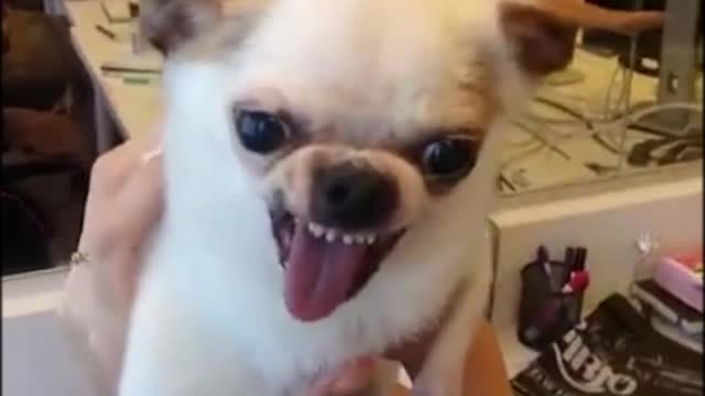 funny dogs videos