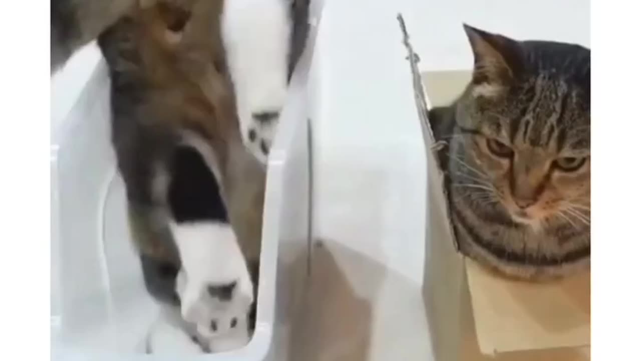Funny and Cute Cats Videos #429
