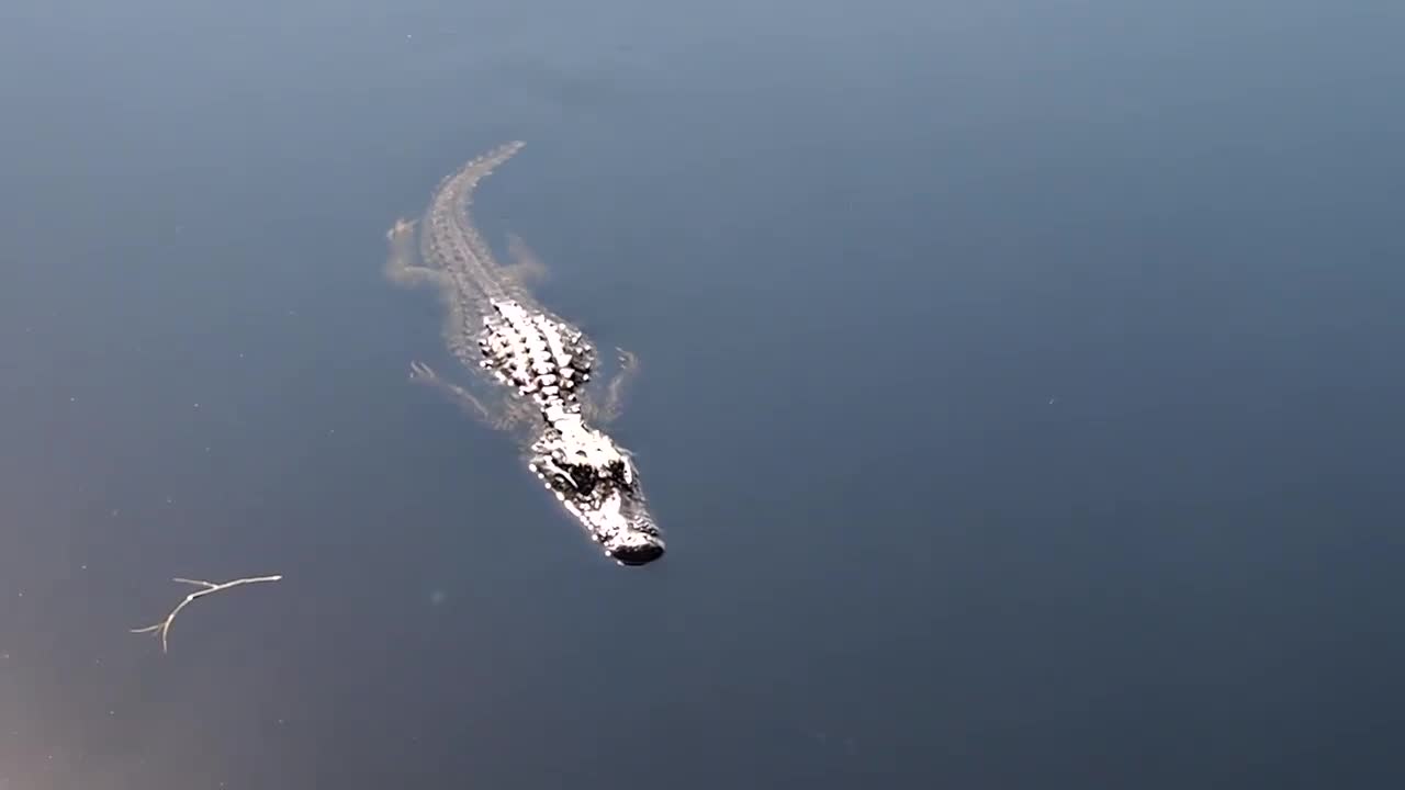 Calling a young aligator that lives in our pond at Venus Ranch in Venus, Florida