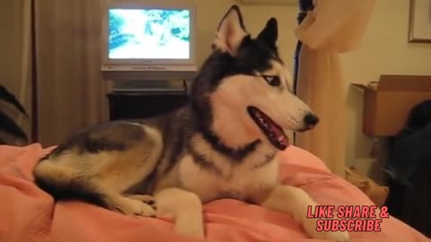 Husky Dog TALKING (Husky says I love you)