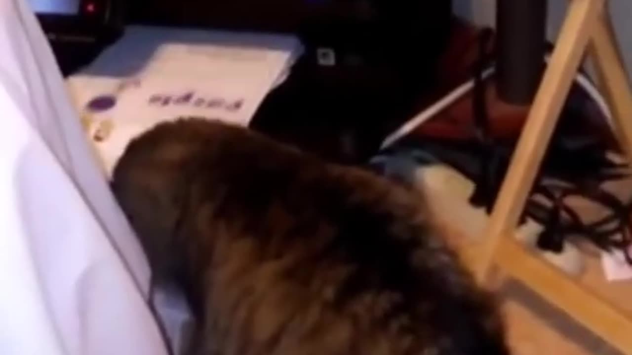 🐱 Funny cat videos - cute cats - Try not to laugh - Cat videos Compilation #shorts 🐈_25