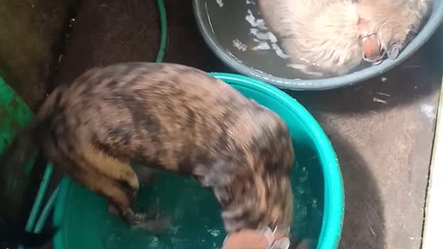 Happy Doggos During Bath Time