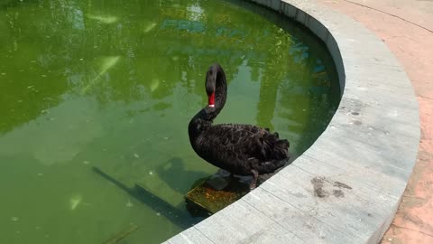 This goose is bathing itself