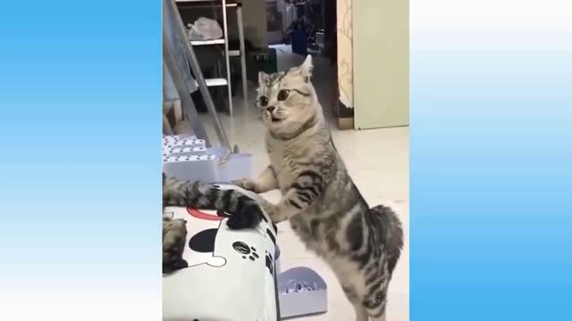 funny pet