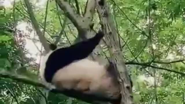 funny animal fail