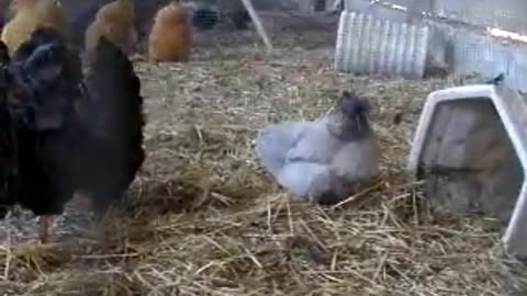 White bobwhite, valley quail and yellow golden pheasant (1)