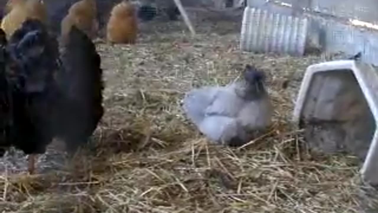 White bobwhite, valley quail and yellow golden pheasant (1)