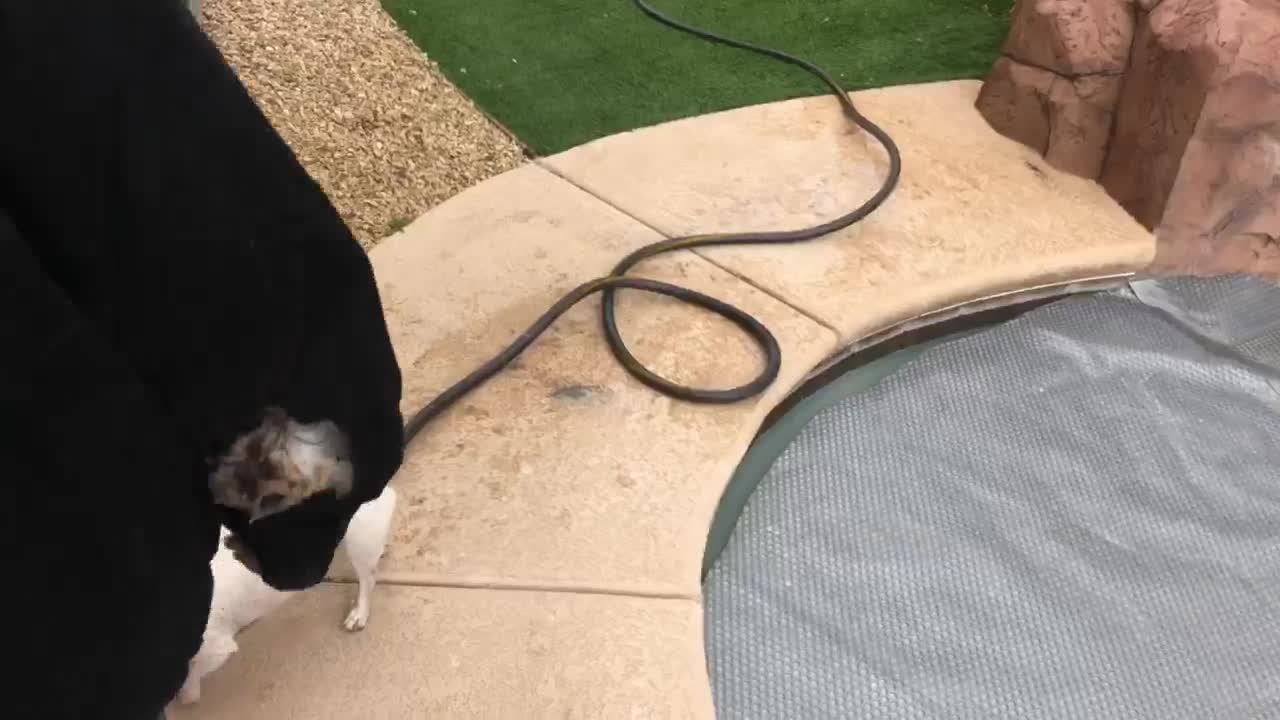 Jack Russel Attacks Hose