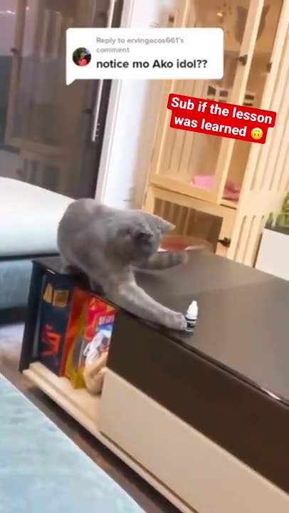 Naughty 😉😉 Cats 🐈🐈😺