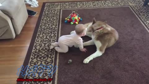 Funny Husky fail compilation