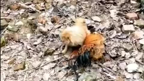 omg!!! Chicken fighting a DOG