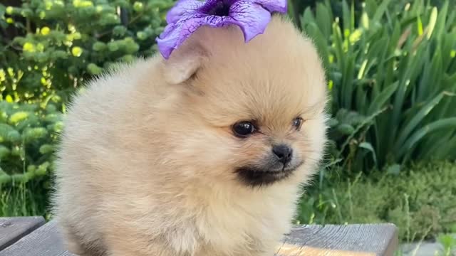 Cute & Cutie Puppy Video ll