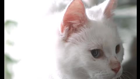 Cat Playing Melody Music By Violin