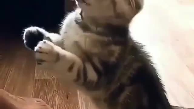 Funny cat / cute cat