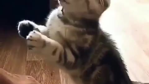 Funny cat / cute cat