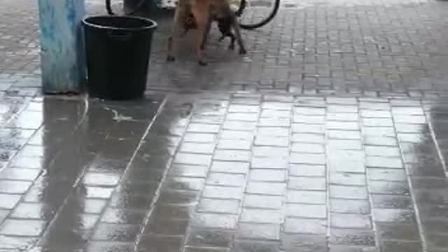 Two happy dogs playing under the rain!