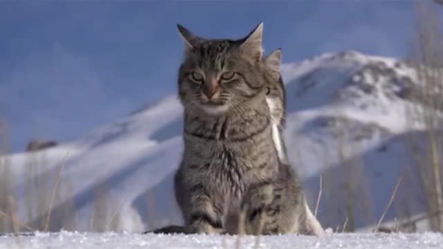 The Best Funny Cat Videos Of This Week 😂/ Funny Cat Moments / Super Laugh Time 😻