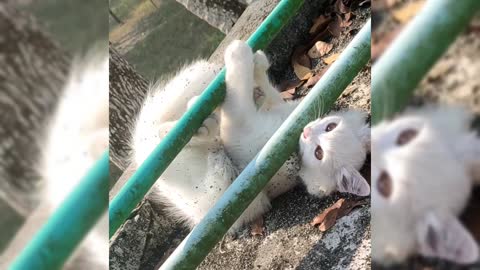 The cat is playing inside the roof pipe
