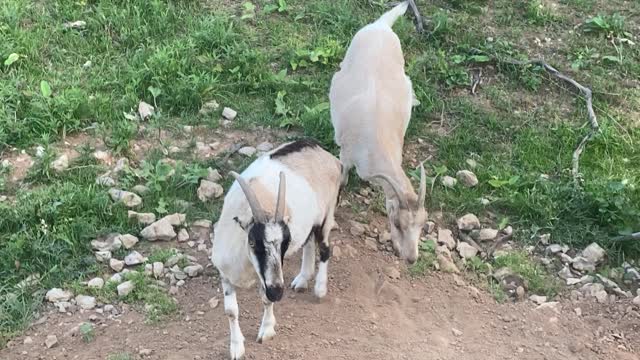 GOATS on a Hill 06.2021
