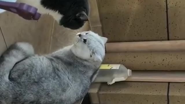 Cute cats in a violent fight - hair flies