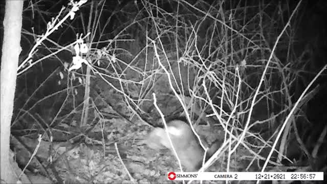 Backyard Trail Cam - Rabbits