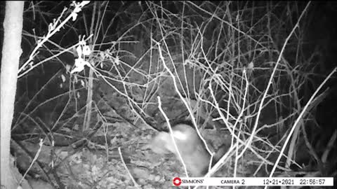 Backyard Trail Cam - Rabbits