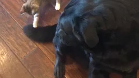 Big doggy confused by kitten playing with its tail👏🏽