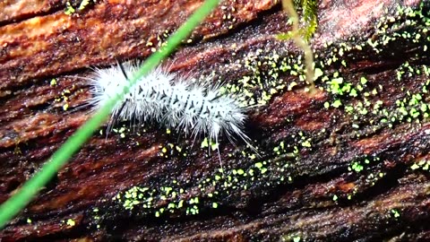 Hickory Tussock Caterpillar