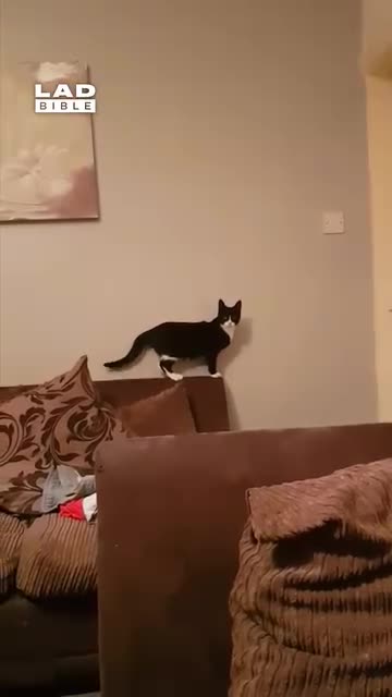 Feisty Feline Waves Hello To Human 🤔