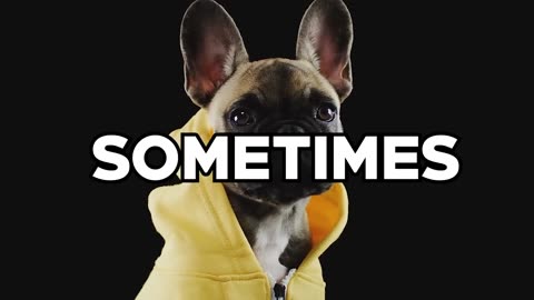 The Real Reason Dogs Sniff Butts Is Weird