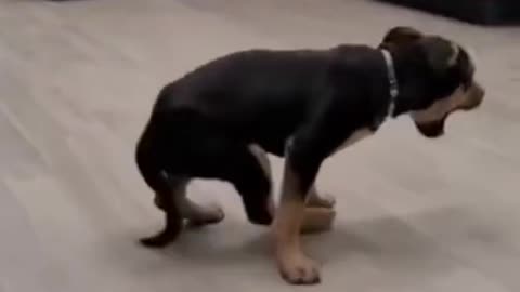 My dancing cute dog