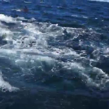 KZN sardine activity_3