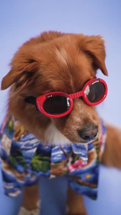 Cute and funny dogs videos | Dog funny status videos for Instagram | #shorts | Pets and animals