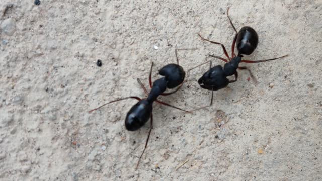 Two Ants Fighting