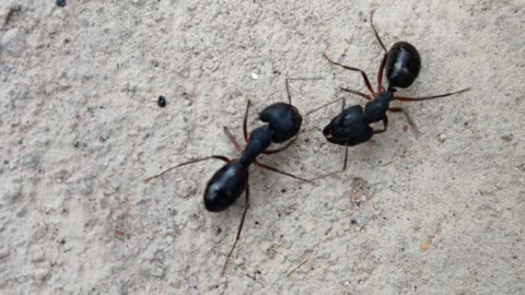 Two Ants Fighting