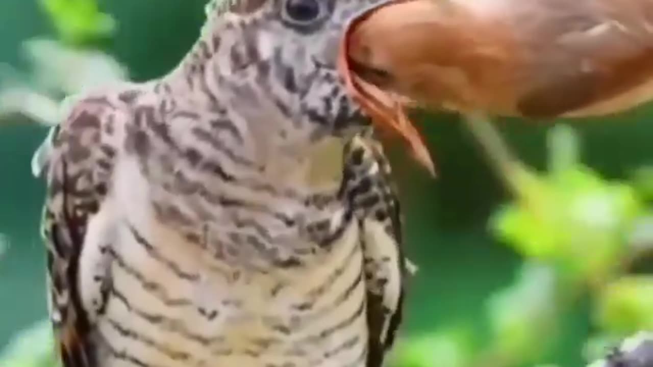 The real mother of the larger bird tossed out the eggs of the smaller birds nest.